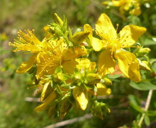 millepertuis